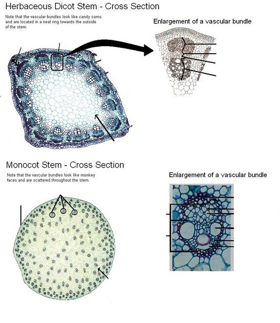 monocot vs. dicot stem to label.JPG